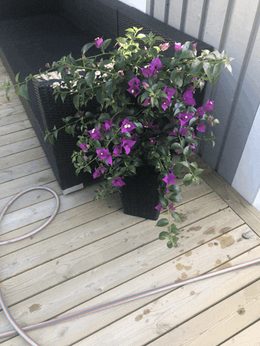purple flowers in a pot on a wooden deck