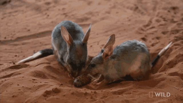 a couple of rabbits laying in the sand with the word wild on the bottom