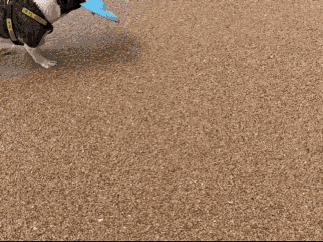 a black and white dog wearing a harness that says u.s. army