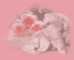 a white cat is laying next to a bouquet of pink roses .