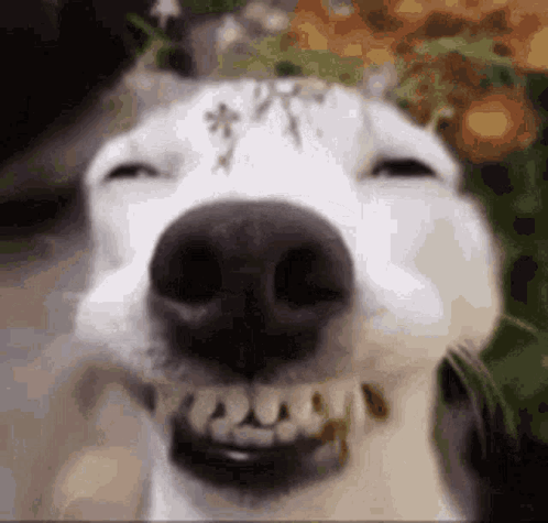 Dog Smile GIF - Dog Smile GIFs