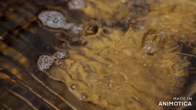 food is being cooked in a fryer that says made in animatica on the bottom