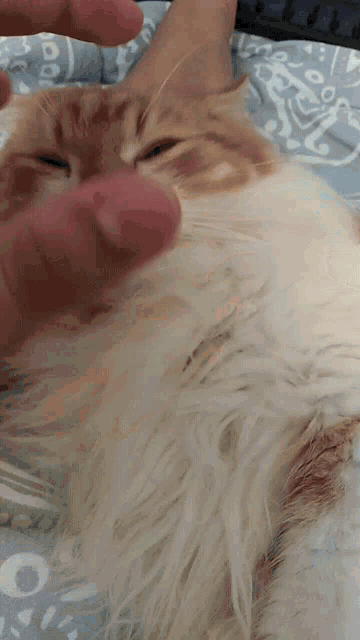 a close up of a person petting a fluffy orange and white cat