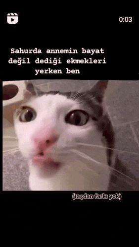 a video of a cat with a caption that says ' sahurda annemin bayat değil dediği ekmekleri yerken ben