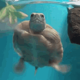 a turtle is swimming in a tank of water with a rock in the background .