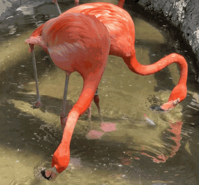 Flamingos Cooperation GIF - Flamingos Flamingo Cooperation GIFs