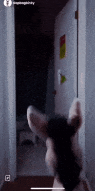 a phone screen shows a picture of a dog named slopbogbinky standing in a doorway