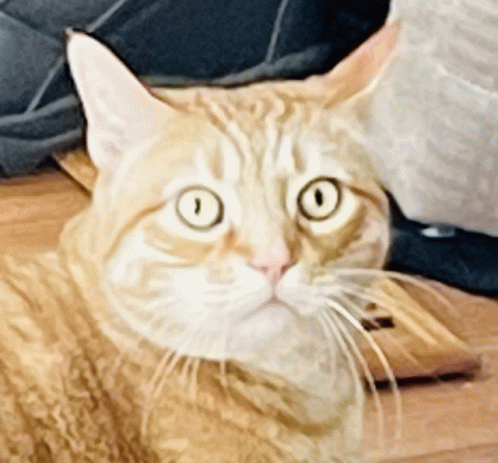 Shocked Shock Cat GIF - Shocked Shock Cat Catfish GIFs