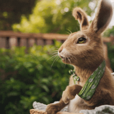 a brown rabbit wearing a green scarf around its neck looks at the camera
