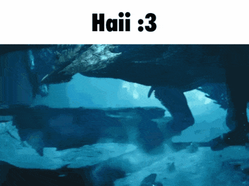 haii : 3 is written above a picture of a shark