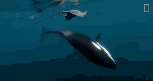 Orca Stingray GIF - Orca Stingray GIFs