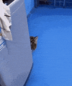 a small tiger cub is sitting on a blue floor