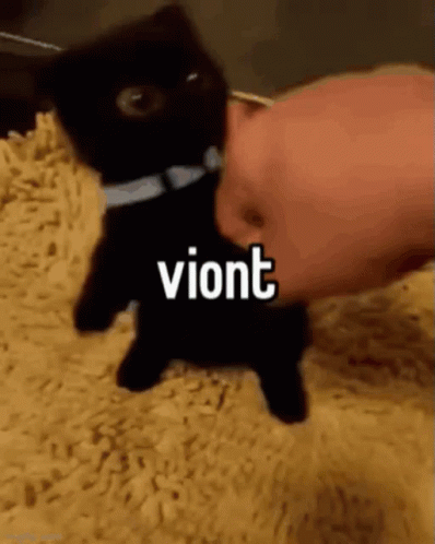 Viont Viontcat GIF - Viont Viontcat Cute Violent Cat GIFs