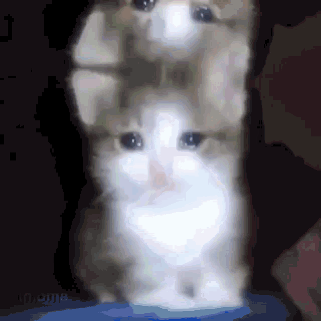 a blurry picture of two cats sitting on top of each other .
