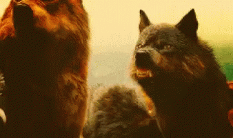 Wolf Wolves GIF - Wolf Wolves Animals GIFs