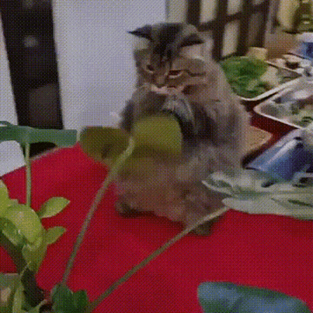 a cat is sitting on a table with a plant in front of it .