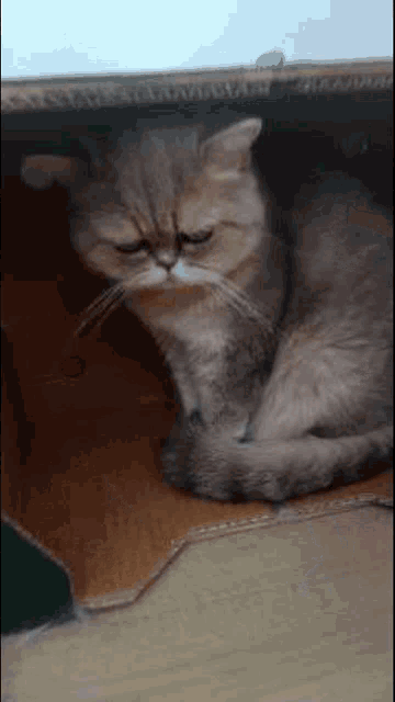 a cat is laying down in a cardboard box with its eyes closed .