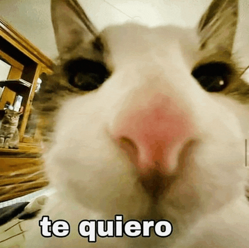 a close up of a cat 's nose with the words te quiero written on it