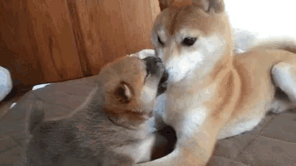 two shiba inu dogs are kissing each other on the nose .