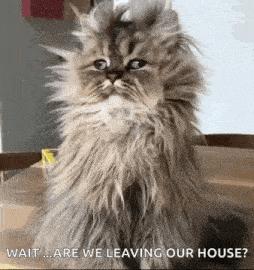 a fluffy cat is sitting on a table and looking at the camera with the words `` wait ... are we leaving our house ? ''