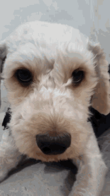 a small white dog with a black nose is laying down