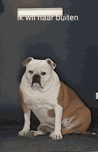 a brown and white dog is sitting in front of a window with ik wil naar buiten written on it