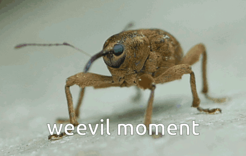 Weevil Weevil Moment GIF - Weevil Weevil Moment Weevils GIFs