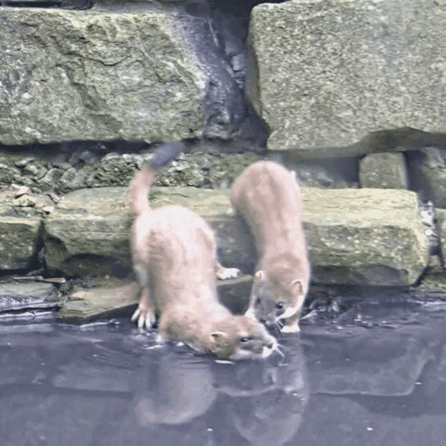 two otters are playing in the water and one is eating a fish