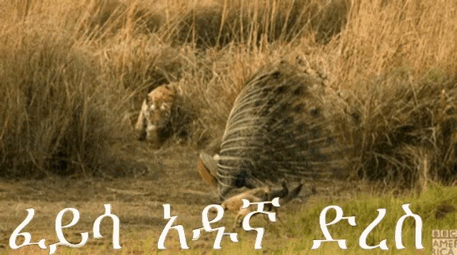 Ethiopia Abiy GIF - Ethiopia Abiy Lion GIFs