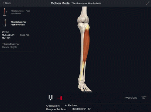 Tibialis Anterior Foot Inversion GIF - Tibialis Anterior Foot Inversion Inversion GIFs