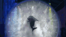 a dolphin is swimming in a bubble in a tank .