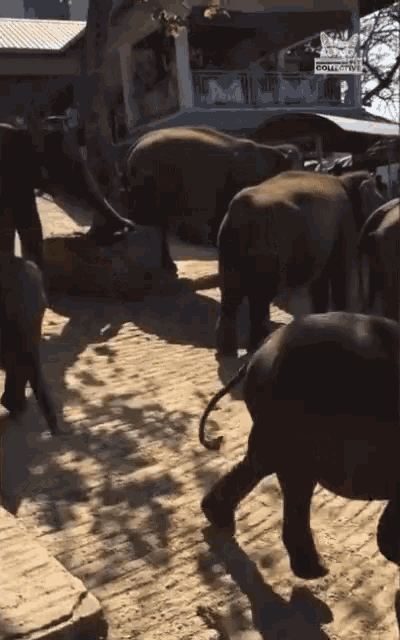 Walking Fails GIF - Walking Fails Elephant Fail GIFs