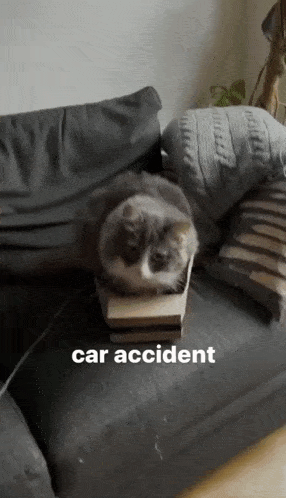 Cat Car Accident GIF - Cat Car Accident The Fall GIFs