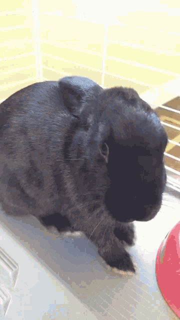 a black rabbit is sitting next to a red bowl of food