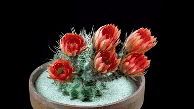 a cactus in a pot with red flowers
