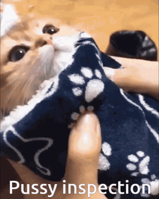 Pussy Inspection GIF