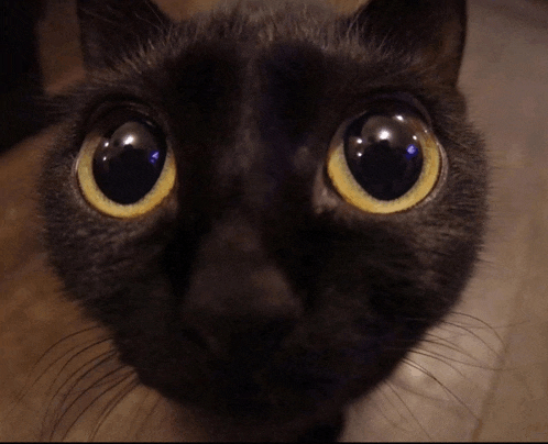 a close up of a black cat 's eyes
