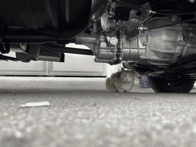 a cat is sitting underneath a car and looking up at the camera