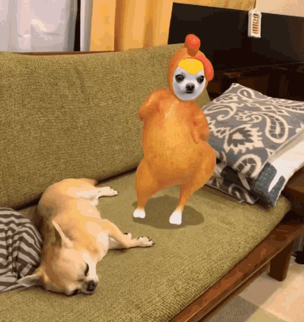 Chihuahua Chicken GIF - Chihuahua Chicken Dancing GIFs