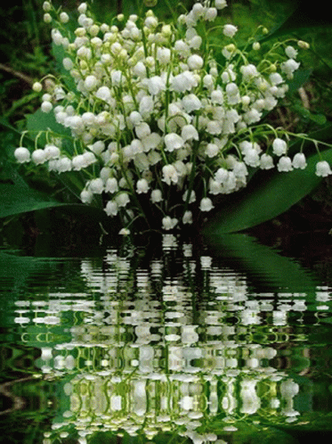 Lilyofthevalley Flowers GIF - Lilyofthevalley Flowers Good GIFs
