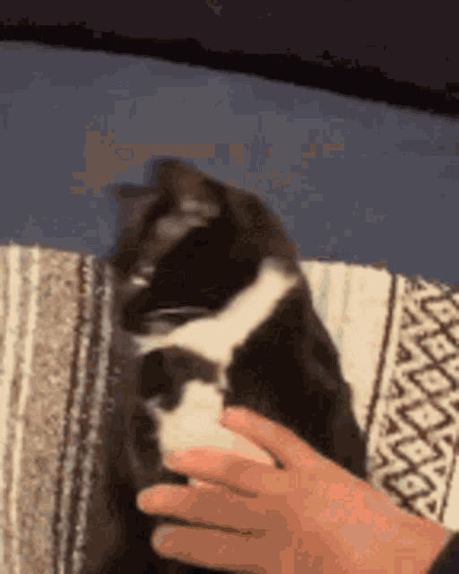 Moosha Skrunkle GIF - Moosha Skrunkle Cat Burrito GIFs