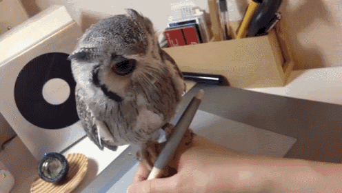 Oh Am I In The Way? GIF - Owl Drawing Annoying GIFs