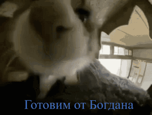 a picture of a rabbit with the words " готовим от богана " on the bottom