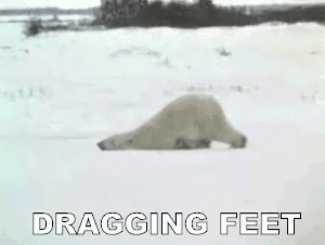 Lazy Polar Bear GIF - Dragging Feet Dragging Mondays GIFs