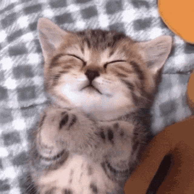Sleep Kitty GIF - Sleep Kitty GIFs