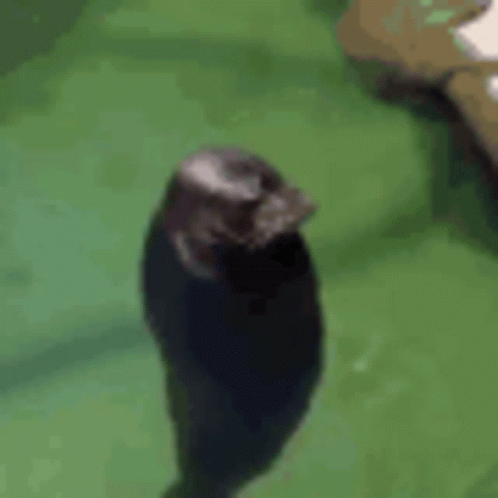 Seal Spinning GIF - Seal Spinning Fast GIFs