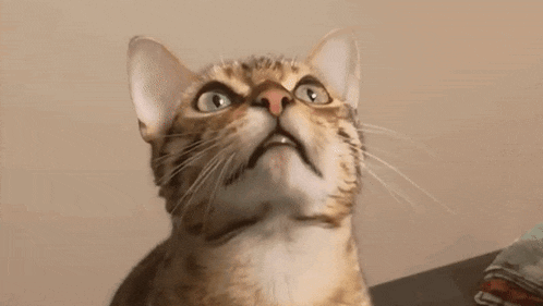 a close up of a cat looking up at the camera with a surprised look on its face .
