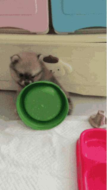 a puppy is eating out of a green bowl next to a pink bowl