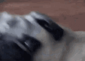 a close up of a pug dog laying on a bed with its eyes closed .