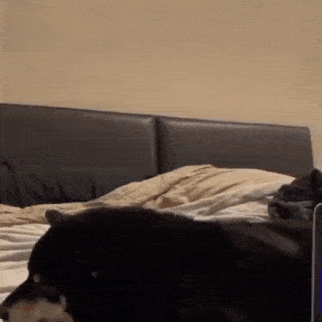 a black dog is laying on a bed next to a laptop computer .